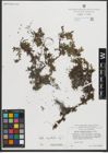 Foto von Salix serpyllifolia Scop.